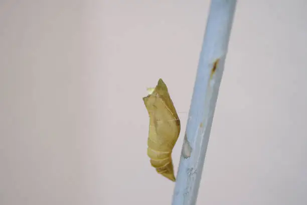 Papilio machaon shell