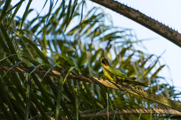 istock Birds called Maritacas, with green and yellow feathers, eating fruit from the tree in a Brazilian park. Family of Psittacidae of the genus Pionus. Selective focus 1327369086