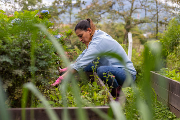 istock woman preparing her vegetable garden for transplanting seedlings. 1327369737