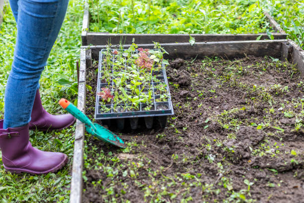 istock germination tray in an orchard bed ready for transplanting. 1327369822