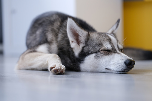 Small husky of Alaskan Klee Kai breed is sleeping on floor. Rest and daily routine of pets concept