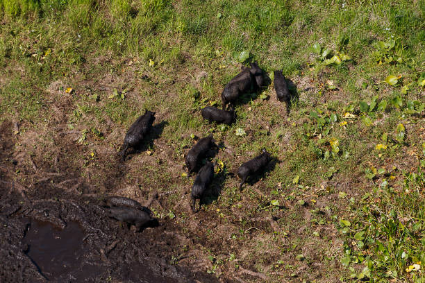 와일드 호그 - domestic pig animals in the wild wild boar hunting 뉴스 사진 이미지