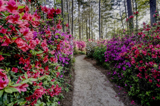 Path through an azalea garden in bloom stock photo
