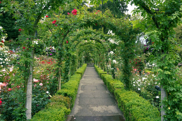 un chemin à travers la roseraie à butchart gardens - buchart gardens photos et images de collection