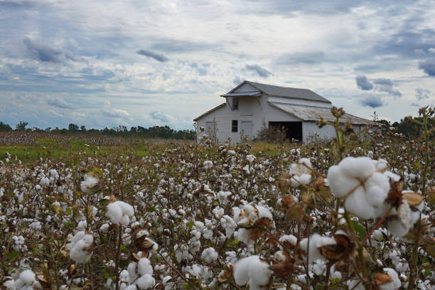 istock Selective focus on a white barn in a cotton field 1327372832