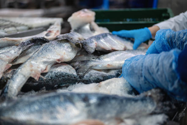 Frozen trout and salmon carcasses