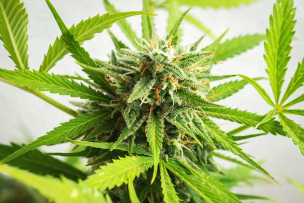 istock Cannabis buds close-up on a light background. A mature marijuana bush 1327375351