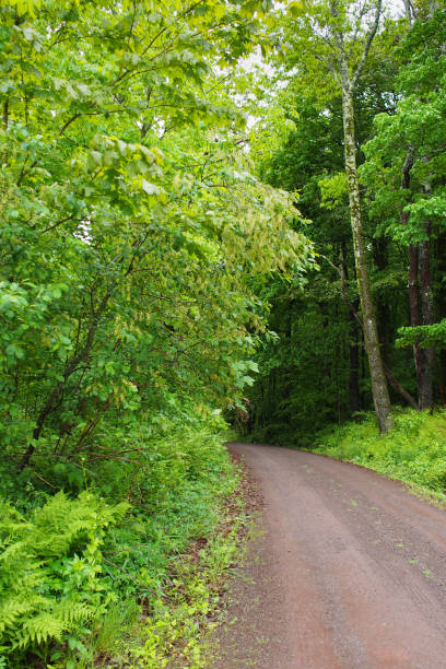istock Dirt single lane country road curving off into the forest 1327377610