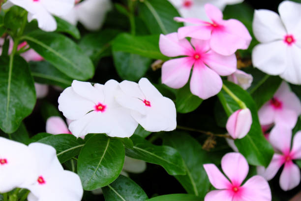 Madagascar periwinkle that grows cutely Madagascar periwinkle that grows cutely catharanthus roseus stock pictures, royalty-free photos & images