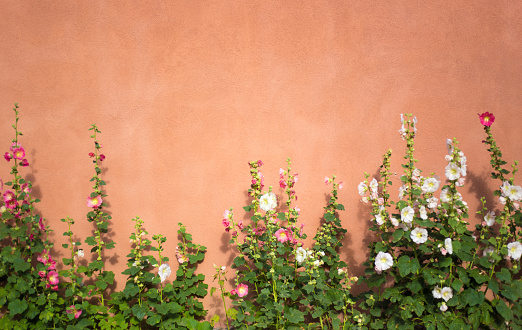 Santa Fe, NM: Sunlit Hollyhocks Against Orange Adobe Wall