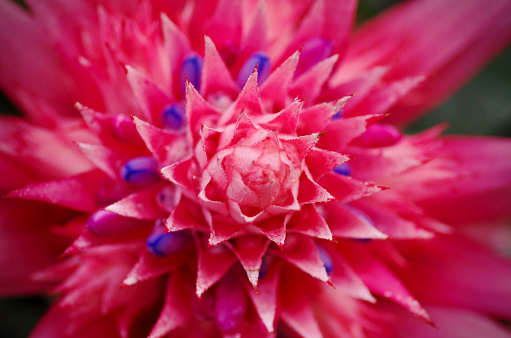 Pink urn plant flower aechmea fasciata