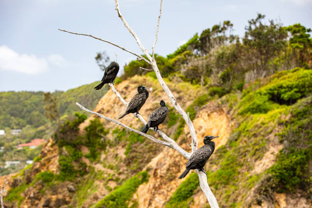 Tropical birds sitting atop tree branch on coastal headland