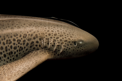 Close up of Leopard Shark swimming in dark ocean waters
