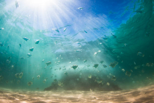 istock School of fish swimming beneath bright sun rays 1327385627