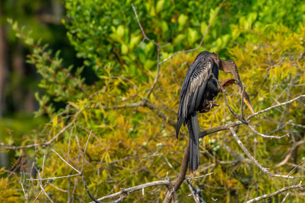 istock Anhinga Perched on a Submerged Branch 1327385710
