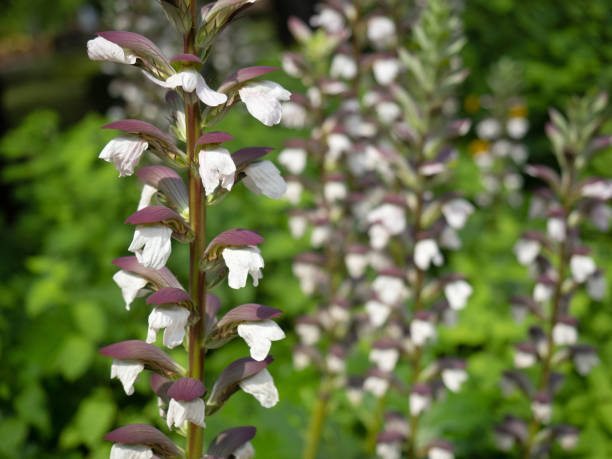 istock A garden plant called acanthus 1327386707