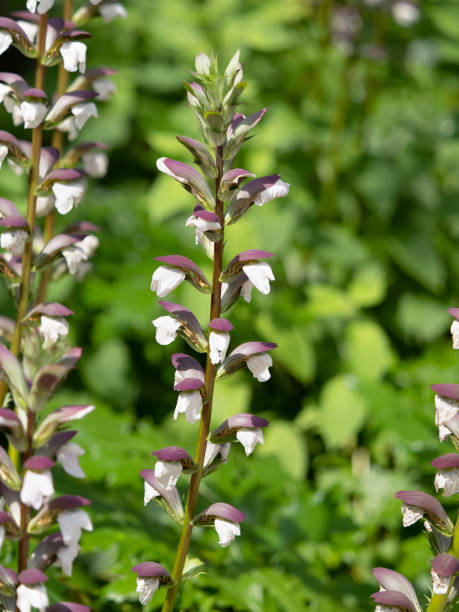 istock A garden plant called acanthus 1327386711