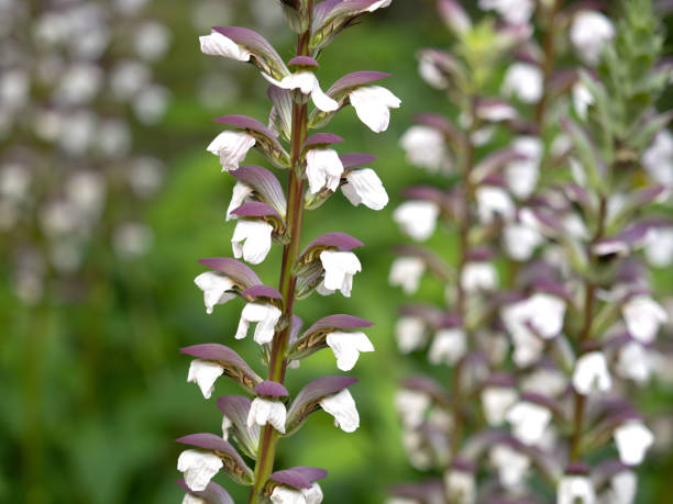 istock A garden plant called acanthus 1327386732