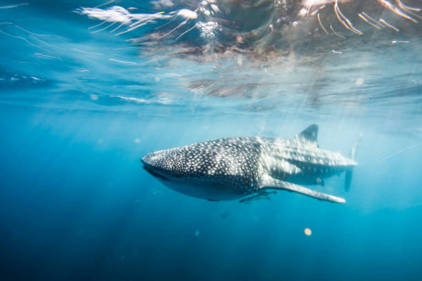 istock Shark swimming along ocean's surface in bright morning light 1327386947