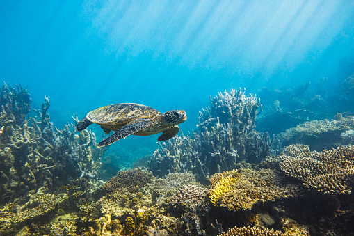 Sea turtle swimming along deep blue ocean reef in morning sun rays