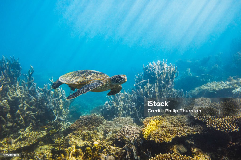 Sea turtle swimming along ocean reef in morning light Sea turtle swimming along deep blue ocean reef in morning sun rays Great Barrier Reef Stock Photo