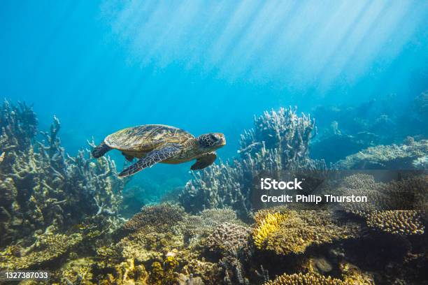 Sea Turtle Swimming Along Ocean Reef In Morning Light Stock Photo - Download Image Now