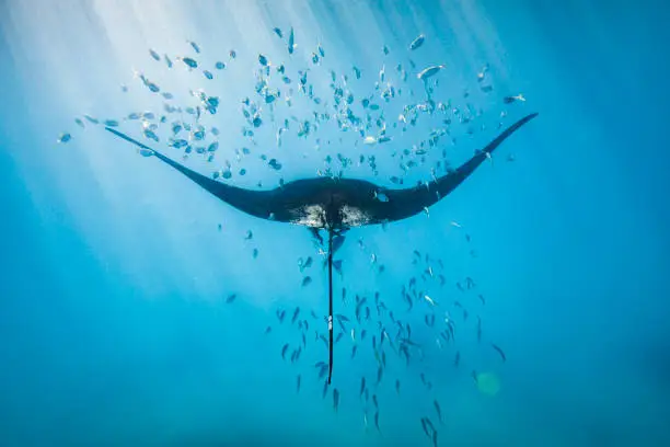Sunlit Manta Ray swimming through school of fish in deep blue ocean