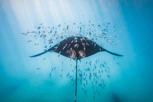 manta ray bơi dưới ánh mặt trời dầm giữa trường cá - đàn cá nhóm động vật hình ảnh sẵn có, bức ảnh & hình ảnh trả phí bản quyền một lần