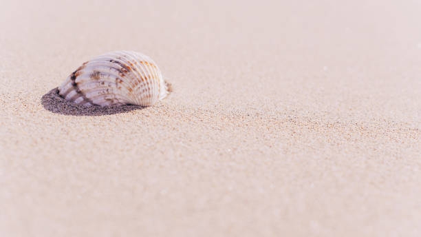 istock Hello summer with seashells, starfishes on sand ocean beach background. Exotic beach with copy space. 1327390700