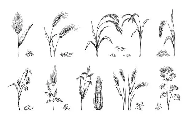 Vector illustration of Hand drawn cereals. Agricultural crops sketch. Ears of wheat and rye, oat or barley. Farm food plants set. Buckwheat or sorghum stalks, corn cobs. Heaps of seeds. Vector grain harvest