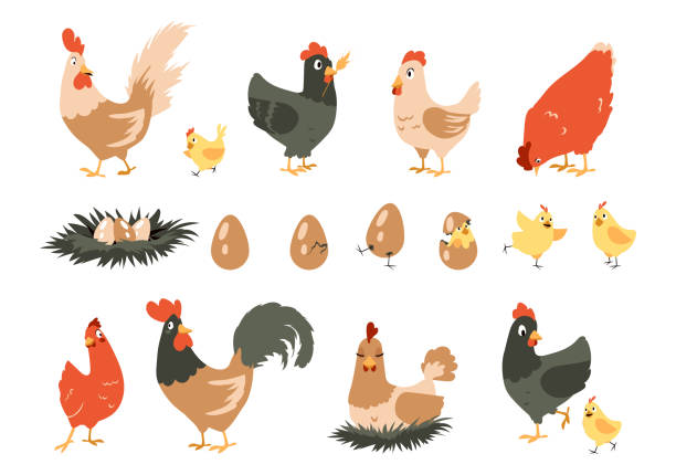 ilustraciones, imágenes clip art, dibujos animados e iconos de stock de pollo de dibujos animados. lindos animales domésticos de granja. la gallina incuba polluelos en el nido. etapas de secuencia de la eclosión de aves de huevo. divertido gallo camina por el patio. conjunto de actividades avícolas vectoriales - chicken poultry cartoon cockerel