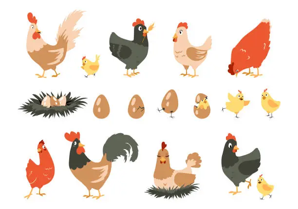 Vector illustration of Cartoon chicken. Cute domestic farm animals. Hen incubates chicks in nest. Stages sequence of bird hatching from egg. Funny rooster walks around yard. Vector poultry activities set
