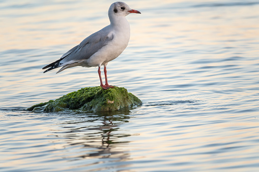 Seagull sits on stone cliff at the sea shore. The European herring gull, Larus argentatus