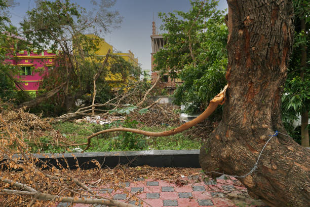 istock Super cyclone Amphan caused devastation, West Bengal, India 1327393359
