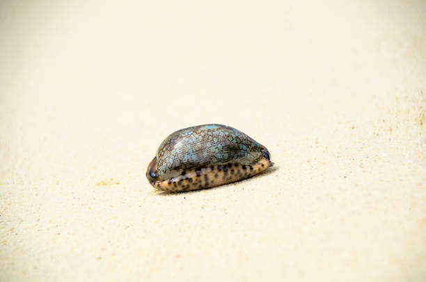 istock Landscape with shells on tropical beach, lipe island Thailand. 1327393446