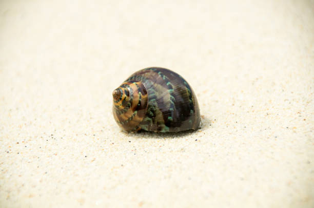 istock Landscape with shells on tropical beach, lipe island Thailand. 1327393456