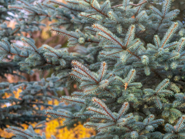 istock Background of green spruce branches in sunset light 1327394143