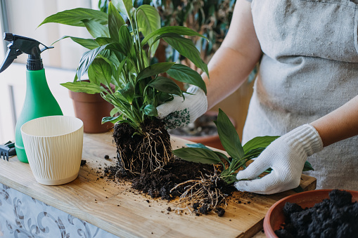 Spring Houseplant Care, Waking Up Indoor Plants for Spring. Woman is transplanting plant into new pot at home. Gardener transplant plant Spathiphyllum.
