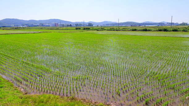istock Korean traditional rice farming. 1327395273