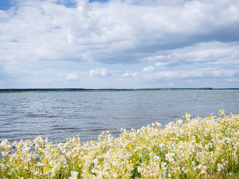 A picturesque view of the blue lake with bright yellow and white flowers on the shore. Natural beautiful background or screensaver.