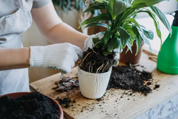 Spring Houseplant Care, Waking Up Indoor Plants for Spring. Woman is transplanting plant into new pot at home. Gardener transplant plant Spathiphyllum.