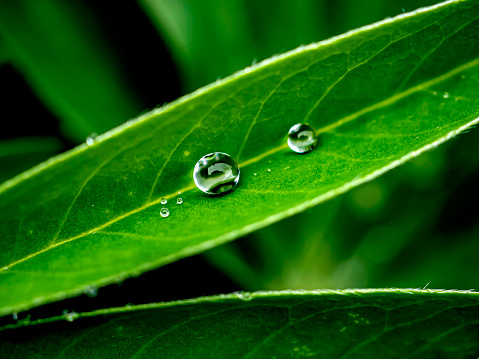raindrops on the green leaves of garden plants, macro