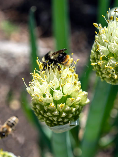 istock bumblebee pollinates flowering onions in the garden 1327396861