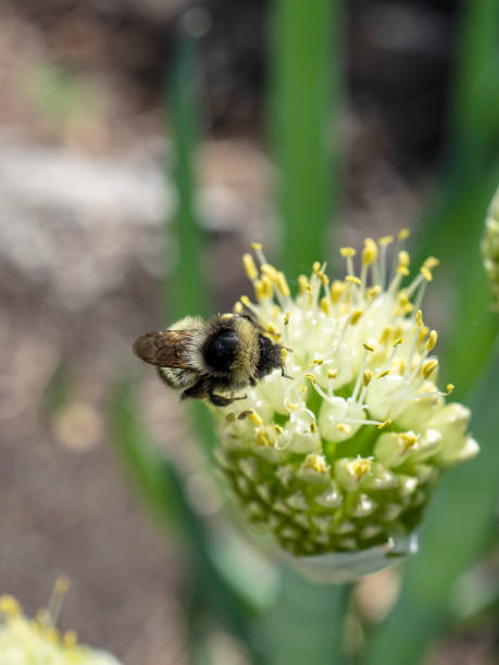 istock bumblebee pollinates flowering onions in the garden 1327396867