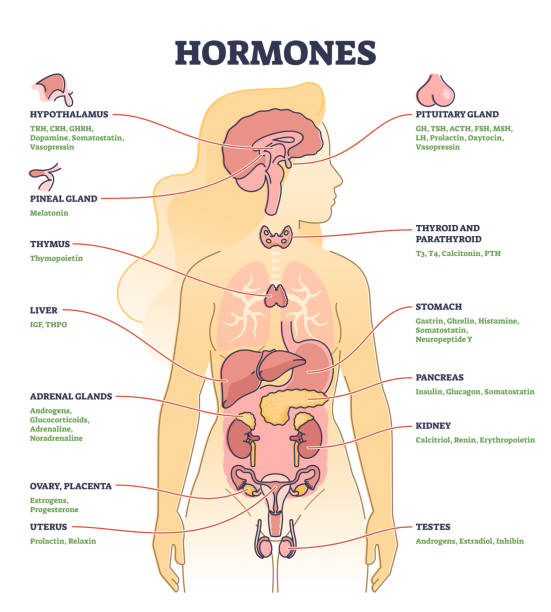 Hormones with human body organs and labeled chemical titles outline diagram Hormones with human body organs and labeled chemical titles outline diagram. Medical glands location and collection with inner thymus, adrenal, uterus, pancreas and thyroid parts vector illustration. hormone stock illustrations