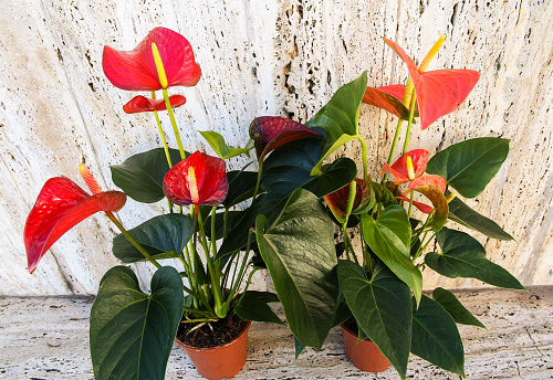 Anthurium in the flowerpot.  Anthurium flower is a heart-shaped flower. Flamingo flowers or Boy flowers Pigtail. Anthurium andraeanum (Araceae or Arum) symbolize hospitality.