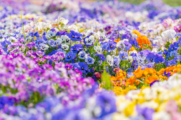 istock Colorful pansy flowers at the park in spring 1327397546