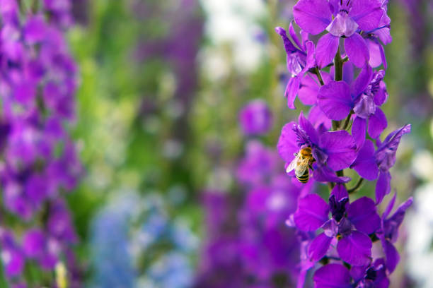 delphinium elatum крупным планом фона. разноцветные цветы жаворонков. в саду растут дельфиниумные, синие, розовые цветы. - faust стоковые фото и изображения