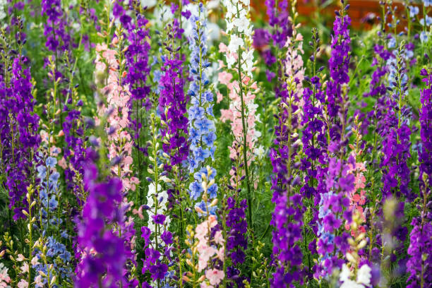 델피니움 엘라툼은 배경을 닫습니다. 여러 가지 빛깔의 라크스퍼 꽃. 델피늄 퍼플, 블루, 핑크 꽃은 정원에서 자랍니다. - 미나리아재비 뉴스 사진 이미지