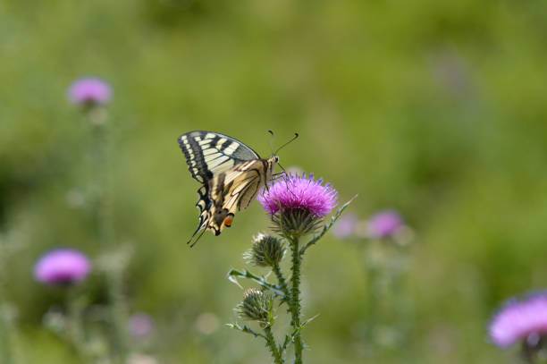 istock Old World swallowtail butterfly on a Spear Thistle flower 1327399690